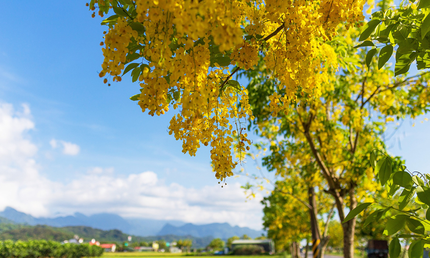 《花蓮趣》56期2026年春季號出刊